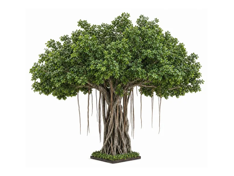 Ficus / Banyan