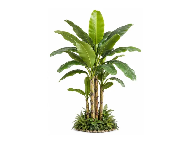Banana Plant