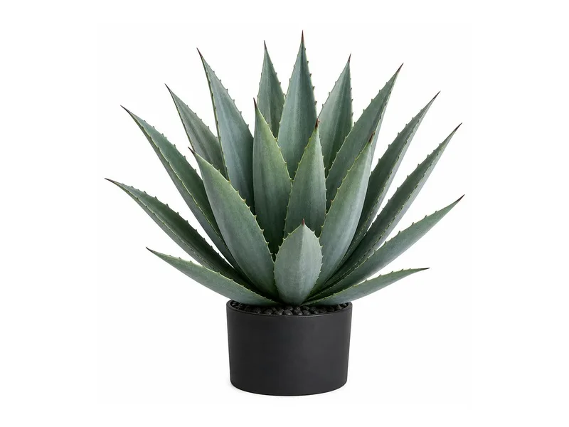 Agave
