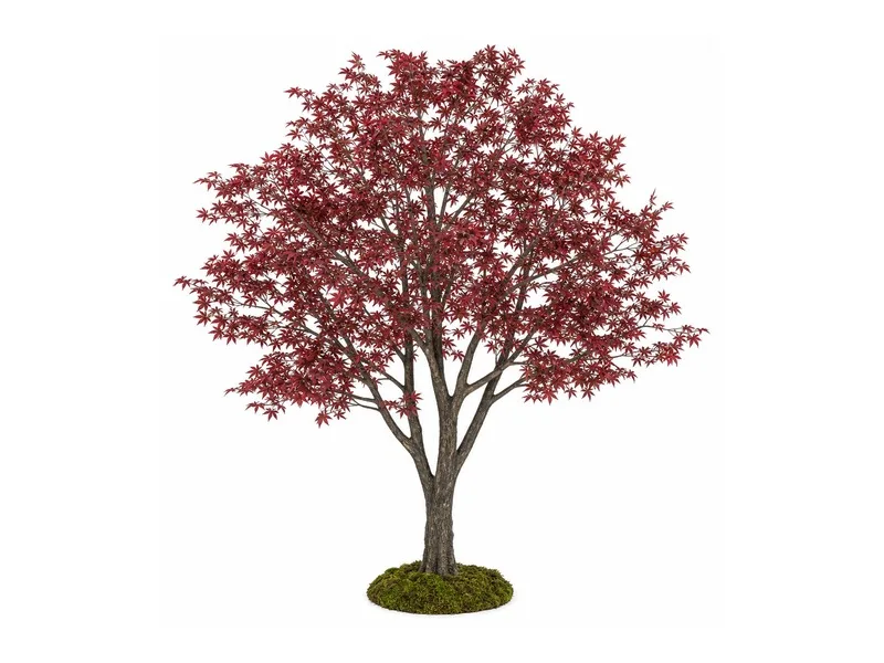 Red Maple